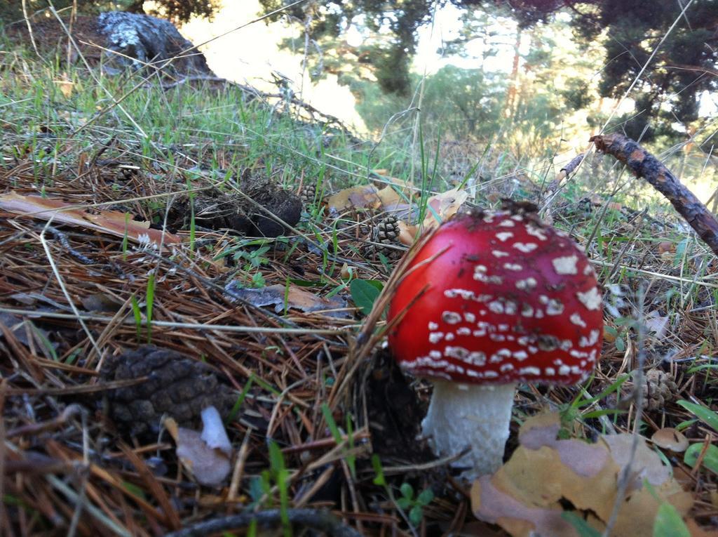 La Pasailla De Gredos Pensionat Navacepeda de Tormes Exteriör bild